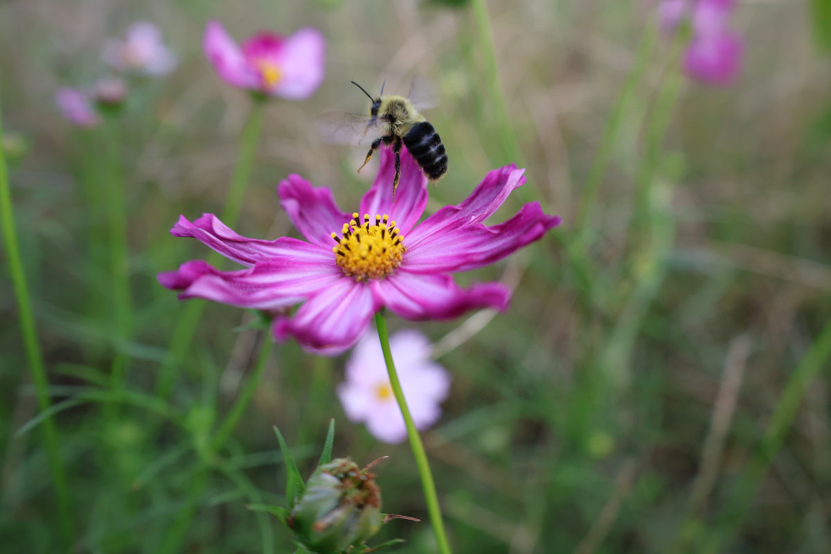Bee visiting a pink cosmos flower