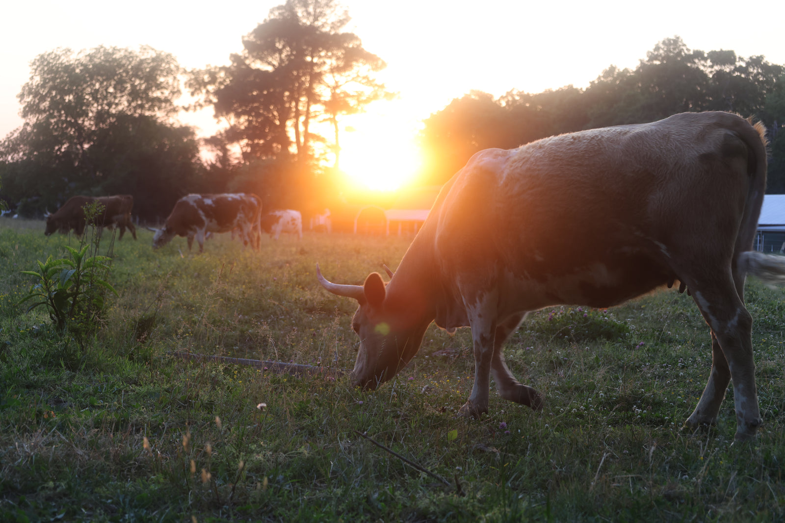 Cattle grazing at sunset