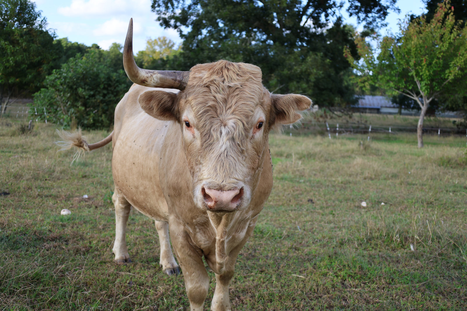 Horned bull standing in a pasture