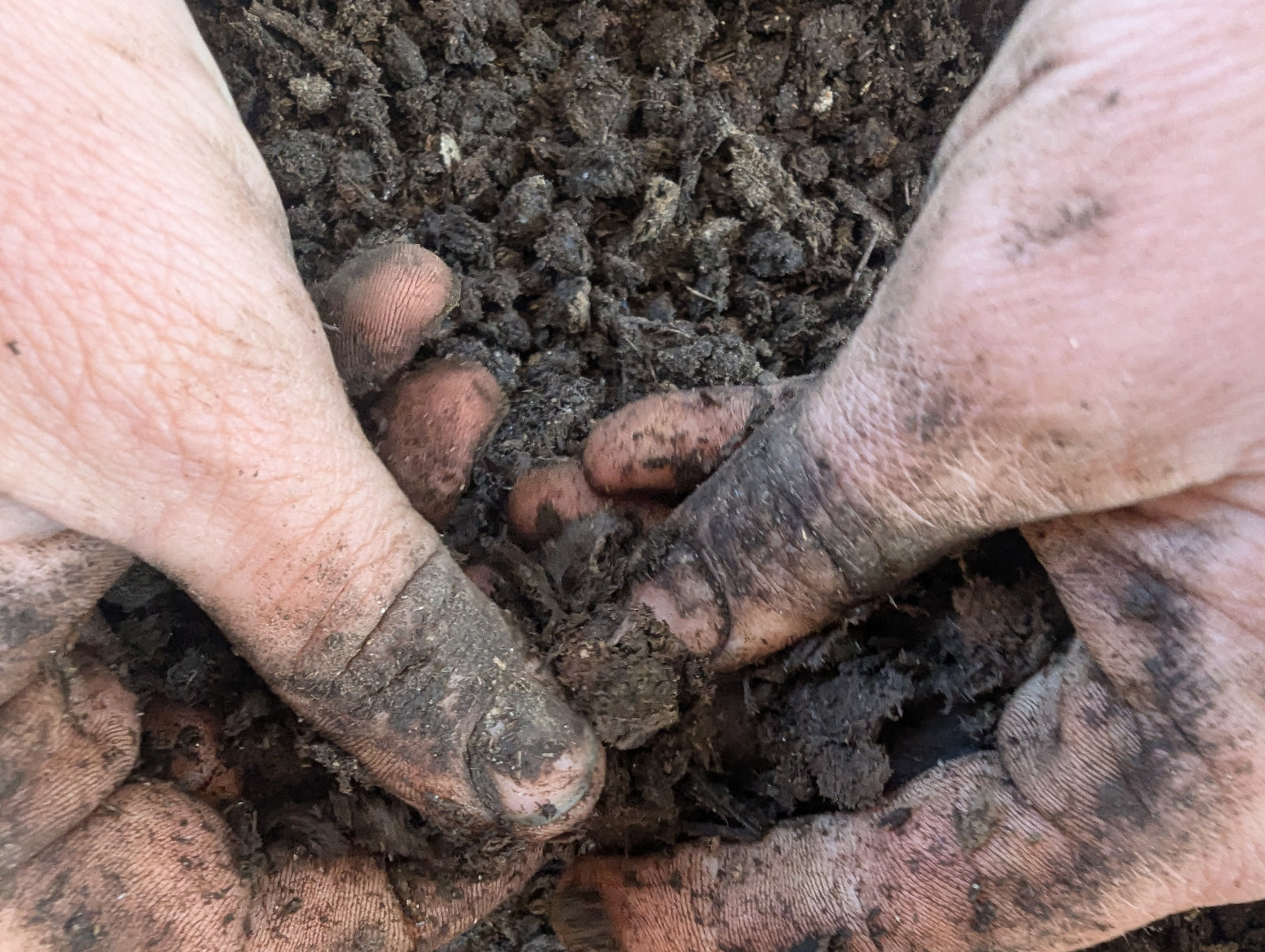Hands working rich dark compost and living soil
