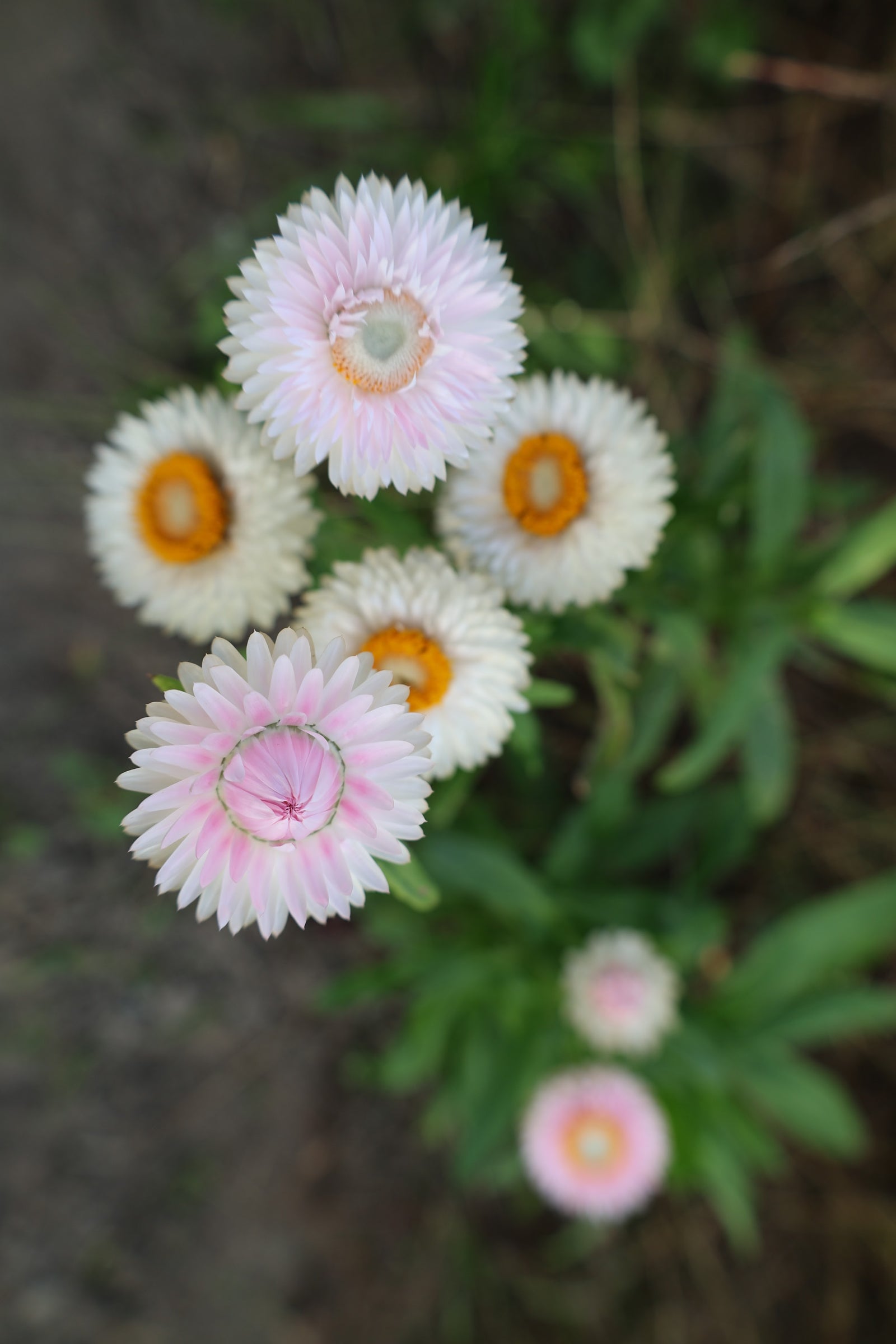White and pink flowers blooming in the garden