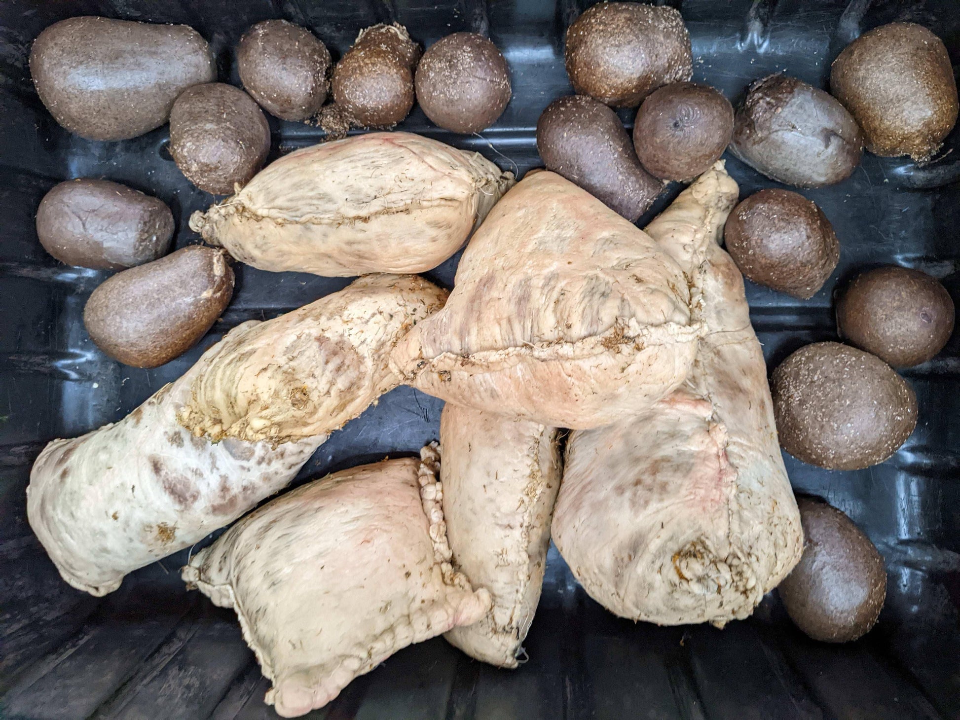 Fall Biodynamic Workshop - October 6-8th 2023 (meals included) - The Josephine Porter Institute