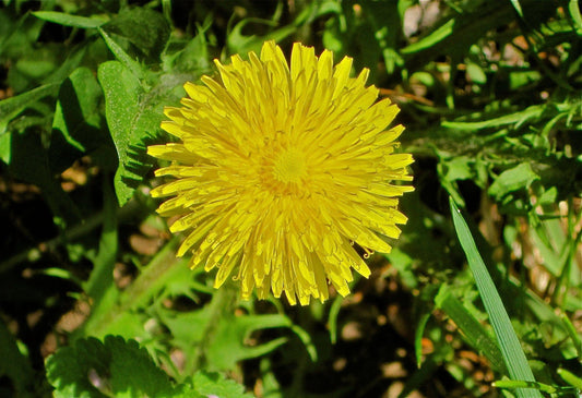 Biodynamic Dandelion Preparation – Taraxacum officinale – BD 506 Compost Preparation - The Josephine Porter Institute